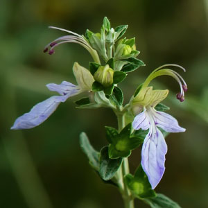 Teucrium fruticans