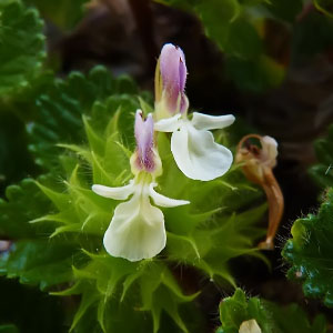 Familia Lamiaceae