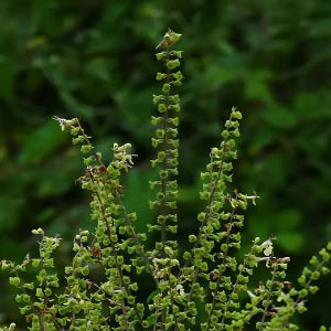 Teucrium scorodonia