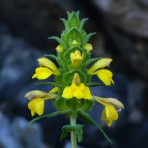 Bartsia trixago