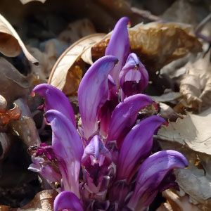 Lathraea clandestina