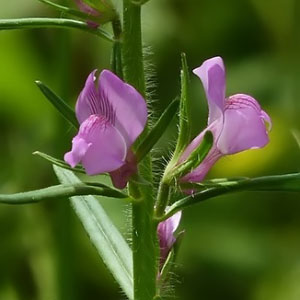 Misopates orontium