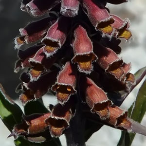 Familia Scrophulariaceae