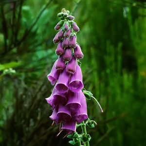 Digitalis purpurea