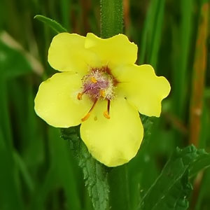 Verbascum blattaria
