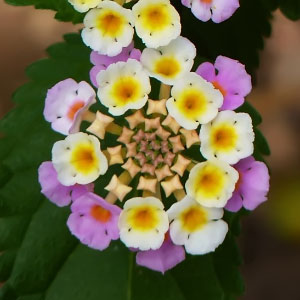 Lantana camara