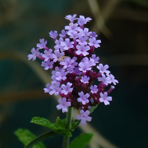 Familia Verbenaceae