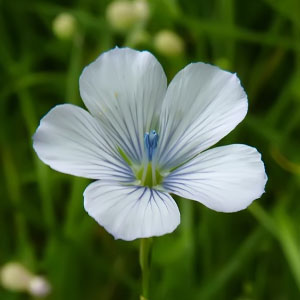 Linum bienne