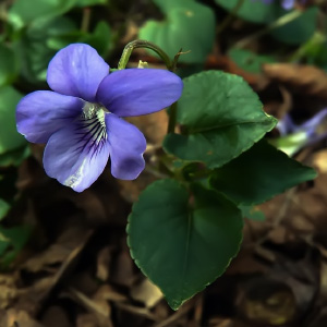 Viola riviniana