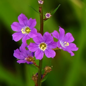 Lythrum junceum
