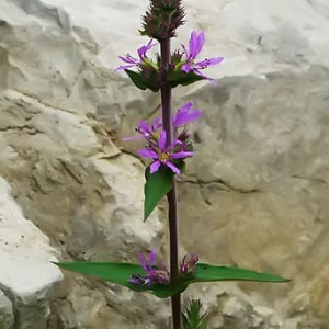 Lythrum salicaria