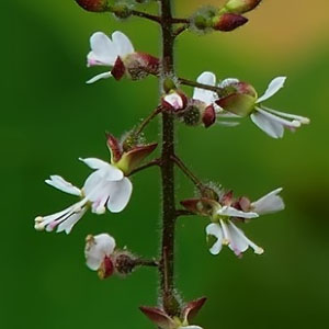Circaea lutetiana