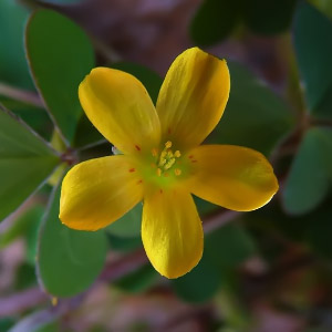 Oxalis corniculata