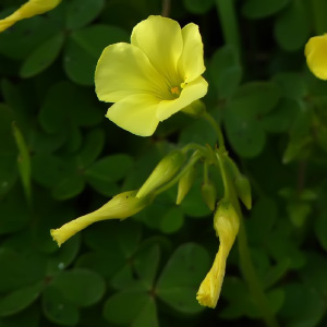 Oxalis pes-caprae