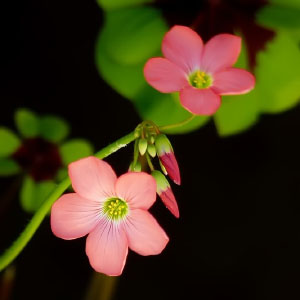 Oxalis tetraphylla