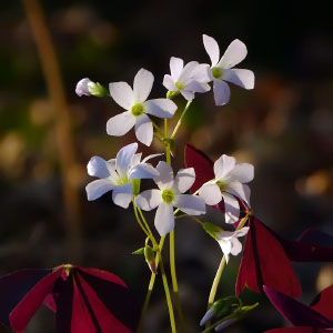 Oxalis triangularis