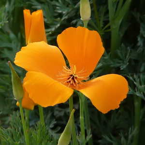 Eschscholzia californica
