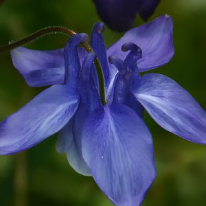 Aquilegia vulgaris