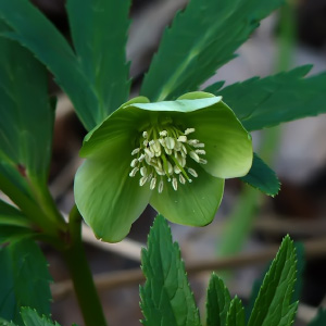 Helleborus viridis subsp. occidentalis