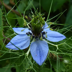 Nigella damascena