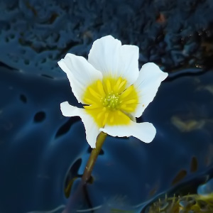 Ranunculus trichophyllus
