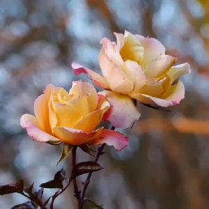 Rosa chinensis