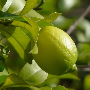 Citrus x limon