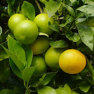 Citrus x sinensis