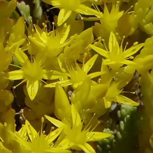 Orden Saxifragales