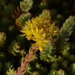 Sedum sediforme