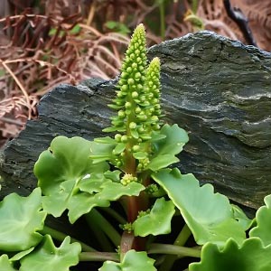 Umbilicus rupestris