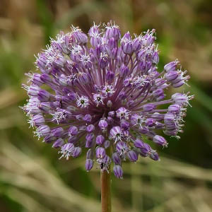 Allium ampeloprasum