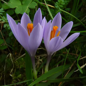 Crocus serotinus