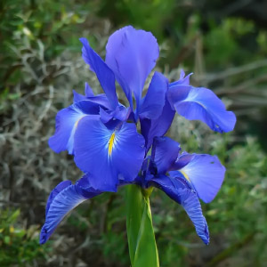 Familia Iridaceae