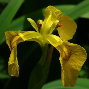Iris pseudacorus