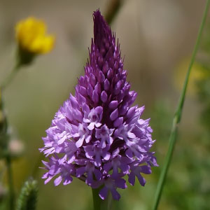 Anacamptis pyramidalis