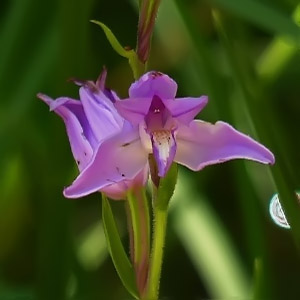 Cephalanthera rubra