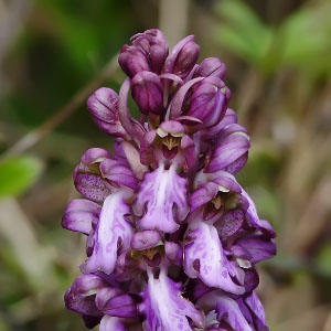Himantoglossum robertianum