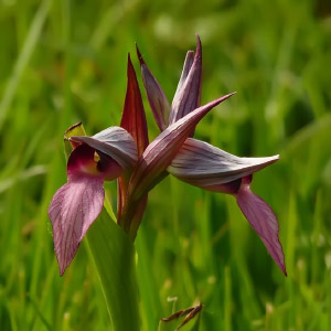 Familia Orchidaceae
