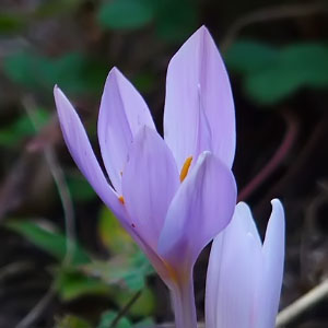 Colchicum montanum