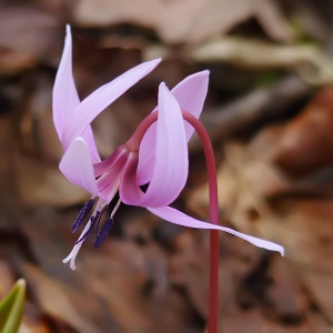 Erythronium dens-canis