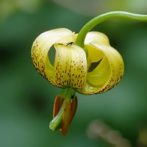 Lilium pyrenaicum