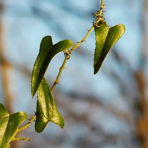 Smilax aspera