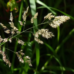 Holcus lanatus
