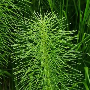 Equisetum arvense