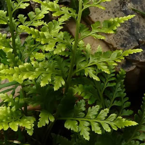 Asplenium onopteris